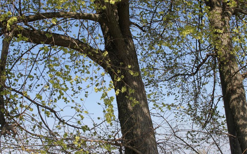 Ulmus campestris